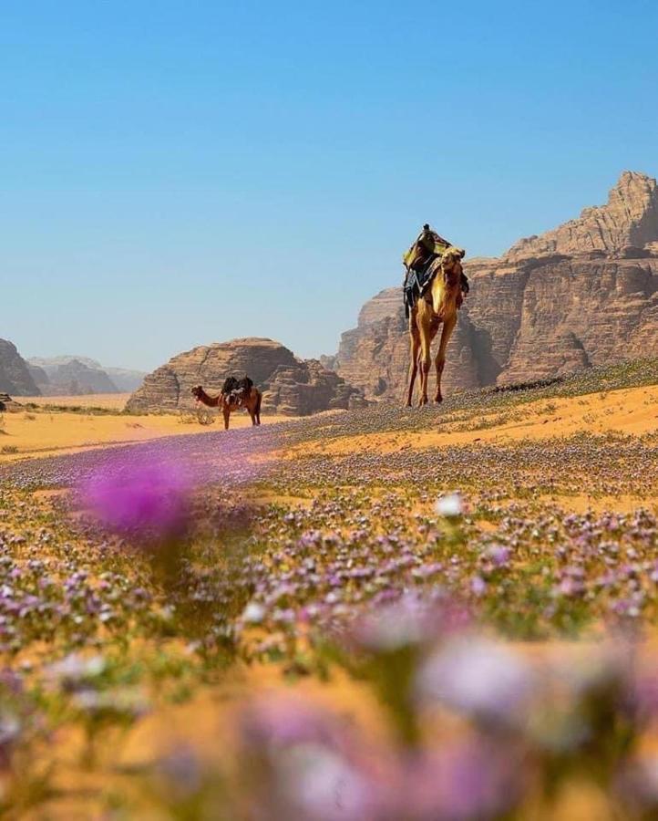 Salma Desert Camp Wadi Rum Exterior foto